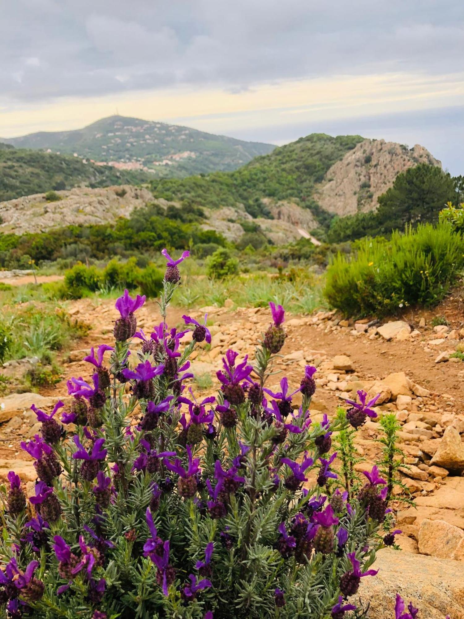 Piana - Vue Mer Et Village ภายนอก รูปภาพ
